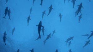 1,17_TUNAS
